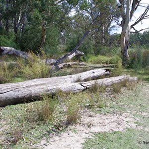 Border Cliffs Customs House Wetland Walk - Stop 5