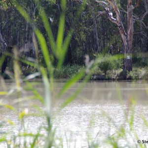 Border Cliffs Customs House Wetland Walk - Stop 5