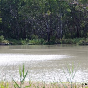 Border Cliffs Customs House Wetland Walk - Stop 5