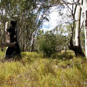 Border Cliffs Customs House Wetland Walk - Stop 6