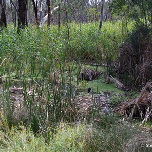 Border Cliffs Customs House Wetland Walk - Lagoon