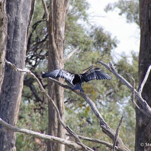 Border Cliffs Customs House Wetland Walk - Lagoon