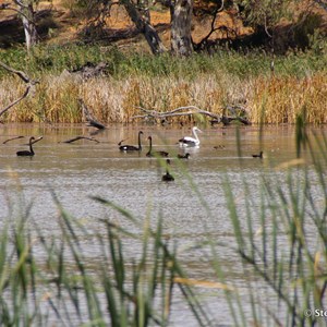 Border Cliffs Customs House Wetland Walk - Lagoon