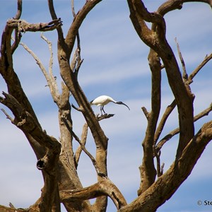 Border Cliffs Customs House Wetland Walk - Lagoon