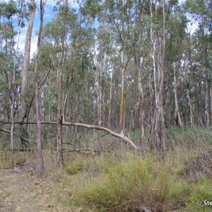 Border Cliffs Customs House Wetland Walk - Stop 8