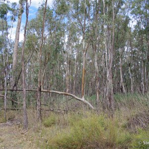 Border Cliffs Customs House Wetland Walk - Stop 8