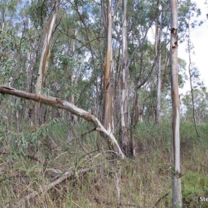 Border Cliffs Customs House Wetland Walk - Stop 8