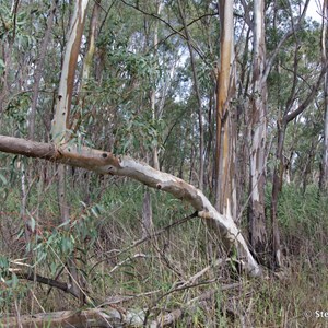 Border Cliffs Customs House Wetland Walk - Stop 8