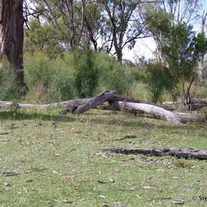 Border Cliffs Customs House Wetland Walk - Stop 9