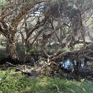 Star Swamp