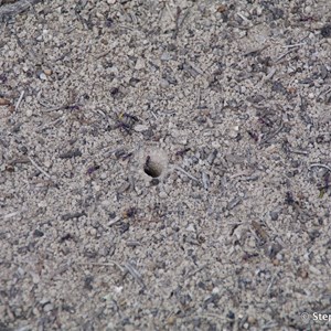 Ngak Indau Wetland Trail - Interpretive Sign - Meat Ants