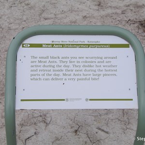 Ngak Indau Wetland Trail - Interpretive Sign - Meat Ants