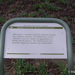 Ngak Indau Wetland Trail - Interpretive Sign - Dryland Tea Tree