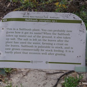 Ngak Indau Wetland Trail - Interpretive Sign - Saltbush
