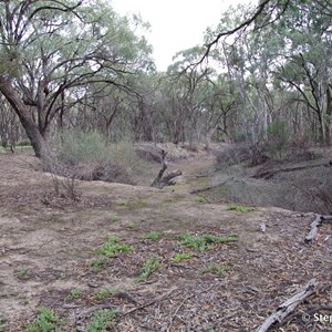 Ngak Indau Wetland Trail - Interpretive Sign - Pigface