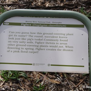 Ngak Indau Wetland Trail - Interpretive Sign - Pigface