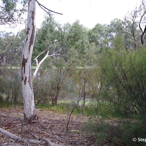 Ngak Indau Wetland Trail - Interpretive Sign - River Red Gums