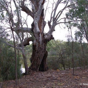 Ngak Indau Wetland Trail - Interpretive Sign - River Red Gums