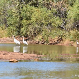 Calico Creek Crossing