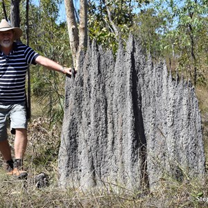 Magnetic Termite Mounds