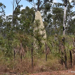 Giant Termite Mounds