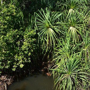 Donydji Creek Crossing 