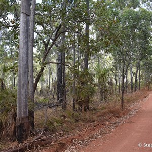 Traditional Art Trees