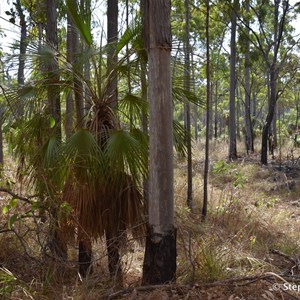 Traditional Art Trees