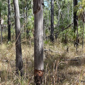 Traditional Art Trees