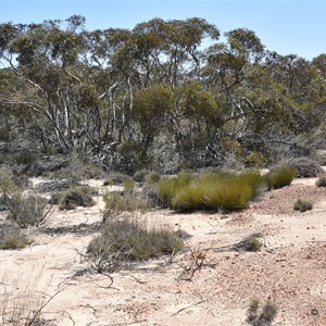 Pinkawillinie Conservation Park Boundary Sign