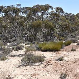 Pinkawillinie Conservation Park Boundary Sign