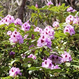 Purple Rhododendron