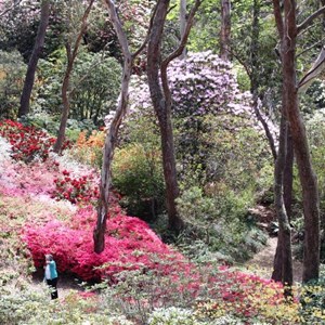 Massed blooms in the gardens