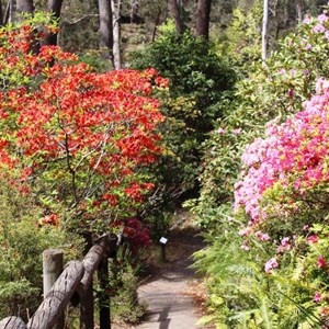 Blooms beside the path