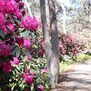 Blooms beside the path