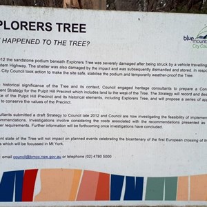 A sign explaining te condition of the tree