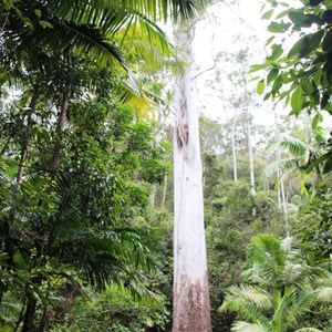 The Grandis Tree from the viewing platform