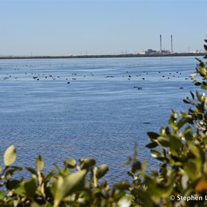 St Kilda Mangrove Trail and Interpretive Centre - Lookout