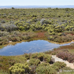 St Kilda Mangrove Trail and Interpretive Centre - Salt Marshes