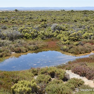 St Kilda Mangrove Trail and Interpretive Centre - Salt Marshes