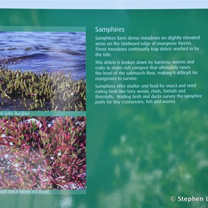 St Kilda Mangrove Trail and Interpretive Centre - Salt Meadows