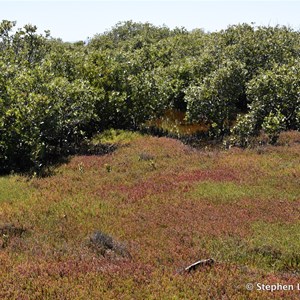 St Kilda Mangrove Trail and Interpretive Centre - Salt Meadows