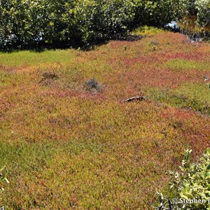 St Kilda Mangrove Trail and Interpretive Centre - Salt Meadows