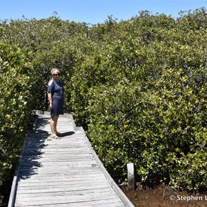 St Kilda Mangrove Trail and Interpretive Centre - Saline Forrest