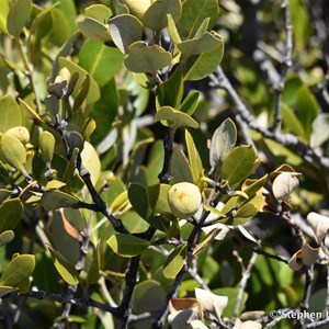 St Kilda Mangrove Trail and Interpretive Centre - Saline Forrest