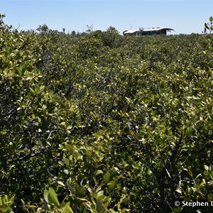 St Kilda Mangrove Trail and Interpretive Centre - Saline Forrest