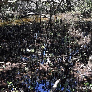 St Kilda Mangrove Trail and Interpretive Centre - Finger Forrest