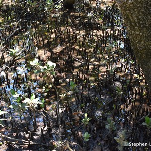 St Kilda Mangrove Trail and Interpretive Centre - Finger Forrest