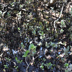 St Kilda Mangrove Trail and Interpretive Centre - Finger Forrest