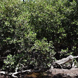 St Kilda Mangrove Trail and Interpretive Centre - Mangroves